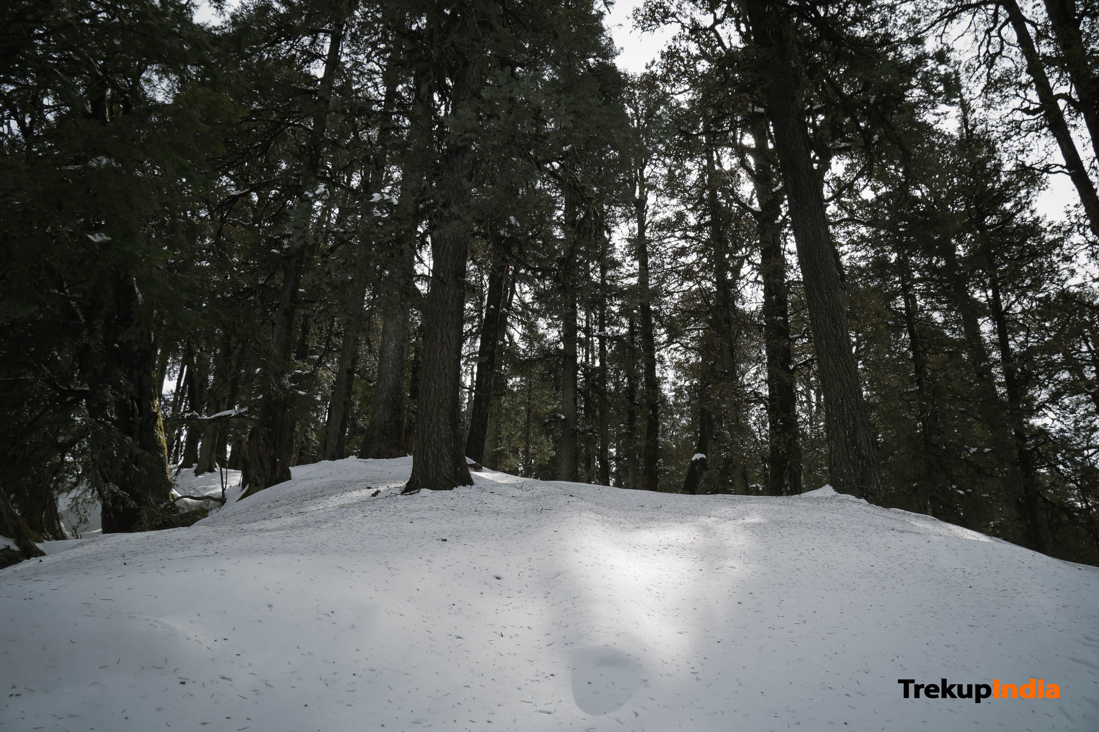 Kedarkantha_Trek_Alpine_Forest (4)