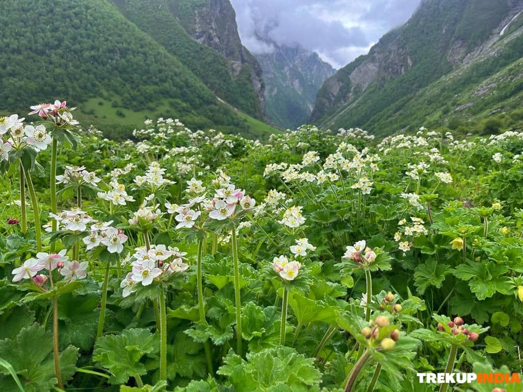 Valley of Flowers Trek Closed – Important Update