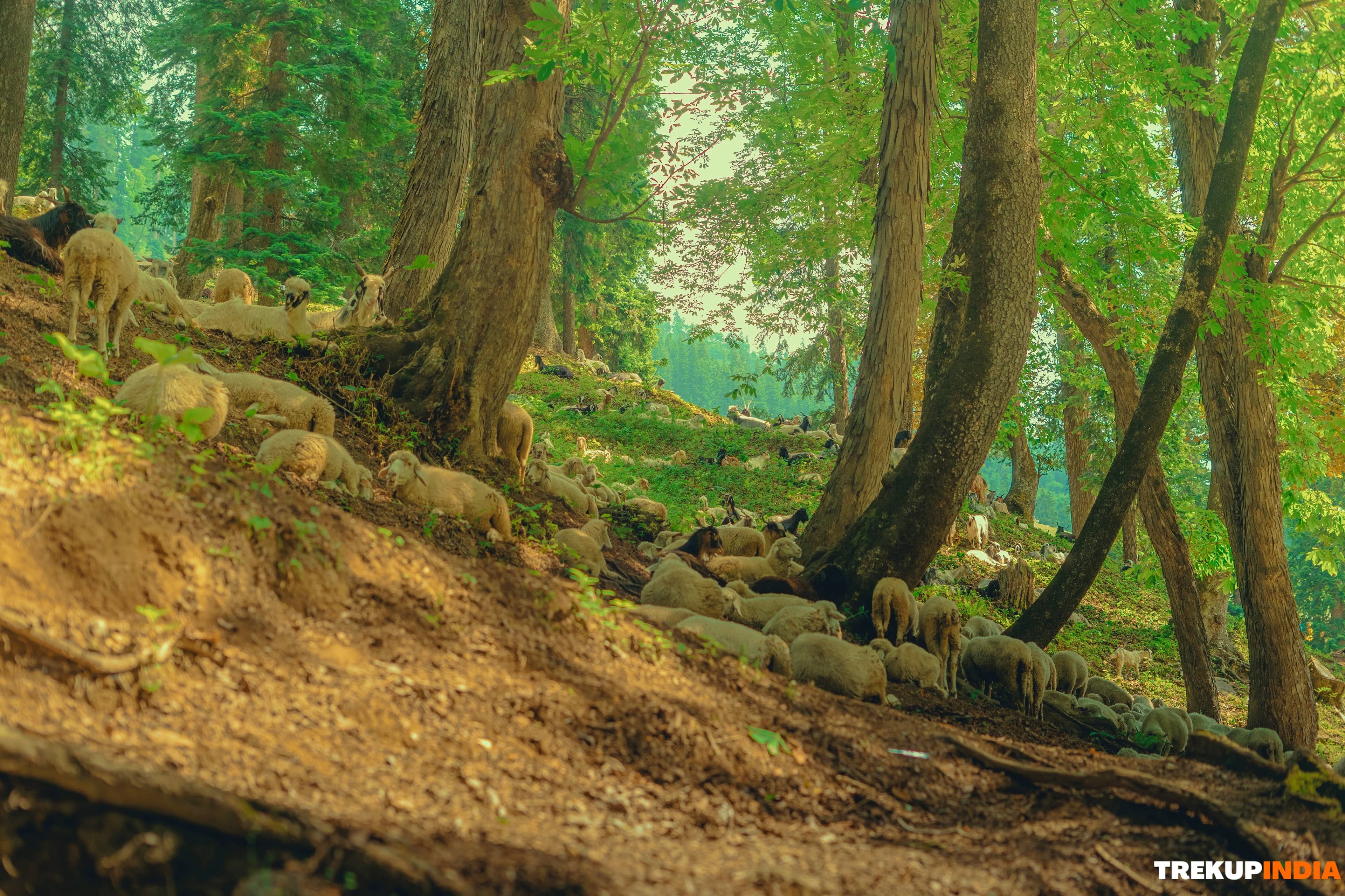 Himachal Rain Disruption Cuts Off Key Routes for 4 Days